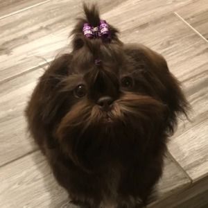 Meet your Posher, Britney